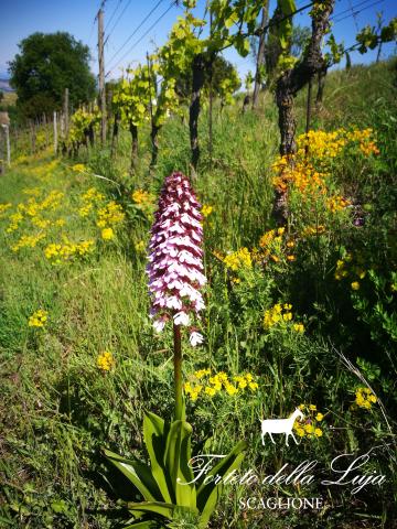 261018 orchidea vigna2